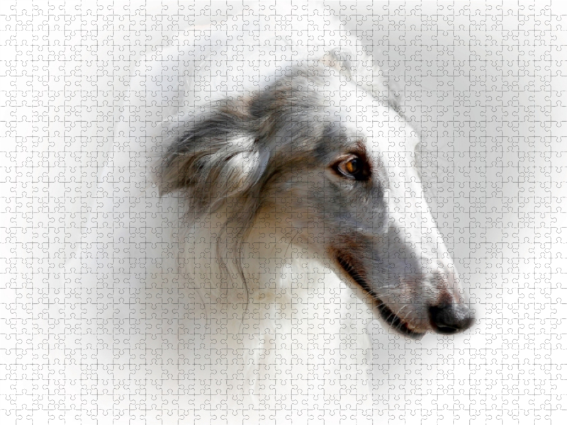 Barsoi (Russischer Windhund)