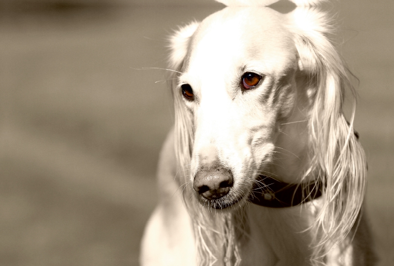 Saluki