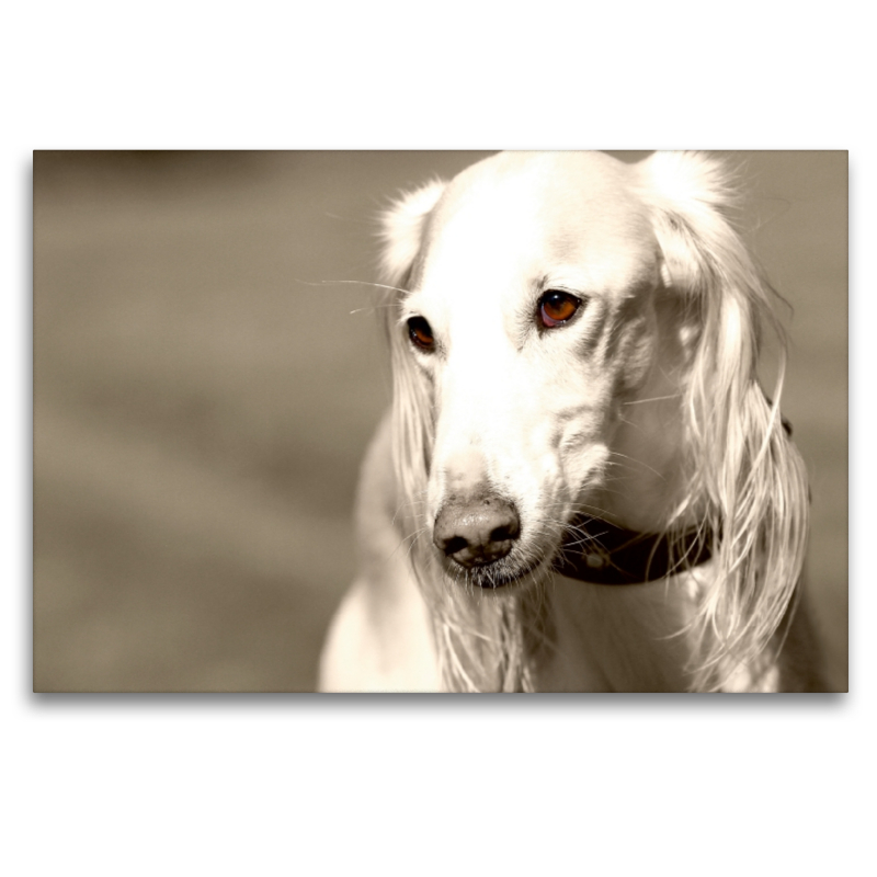 Saluki