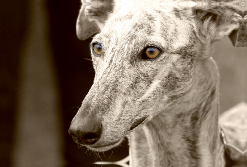 Galgo Español