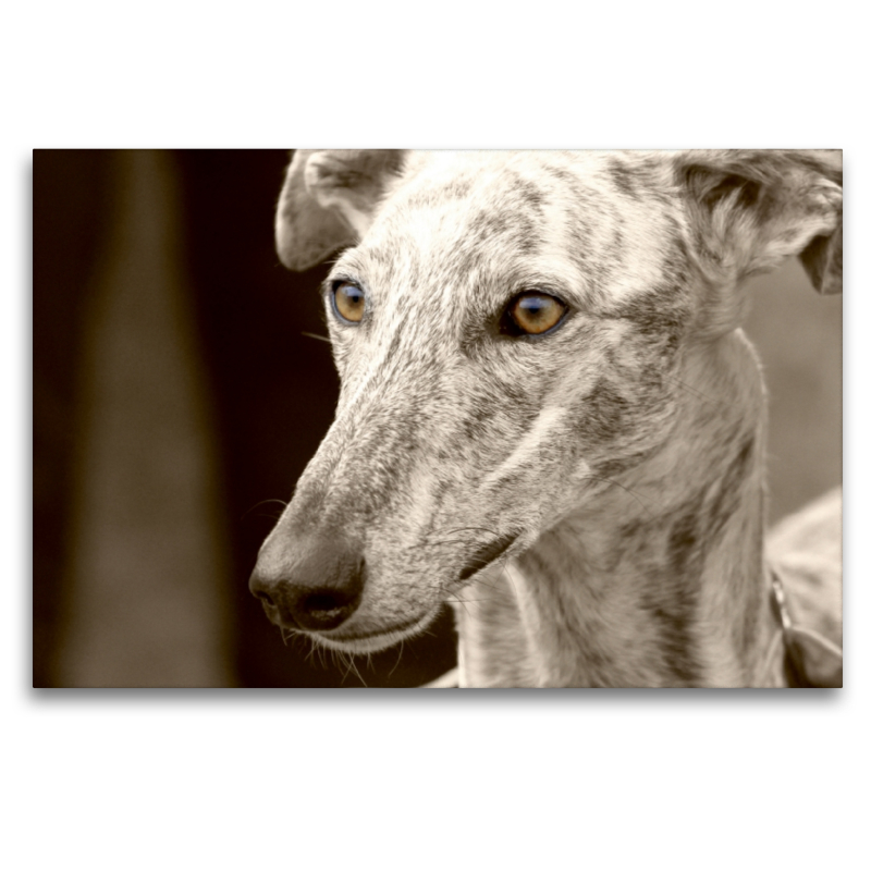 Galgo Español