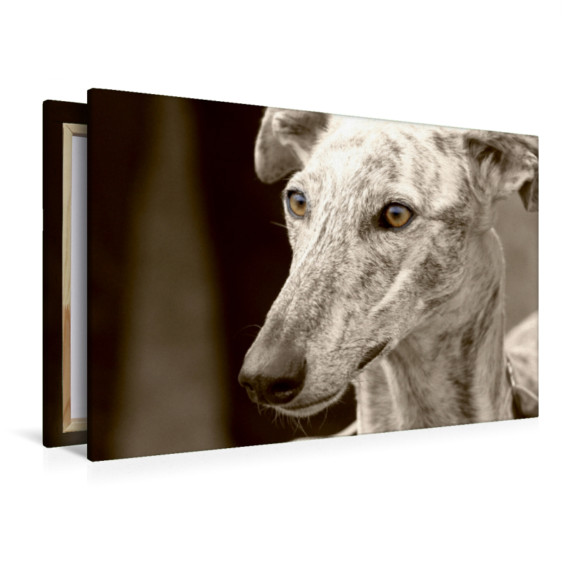 Galgo Español