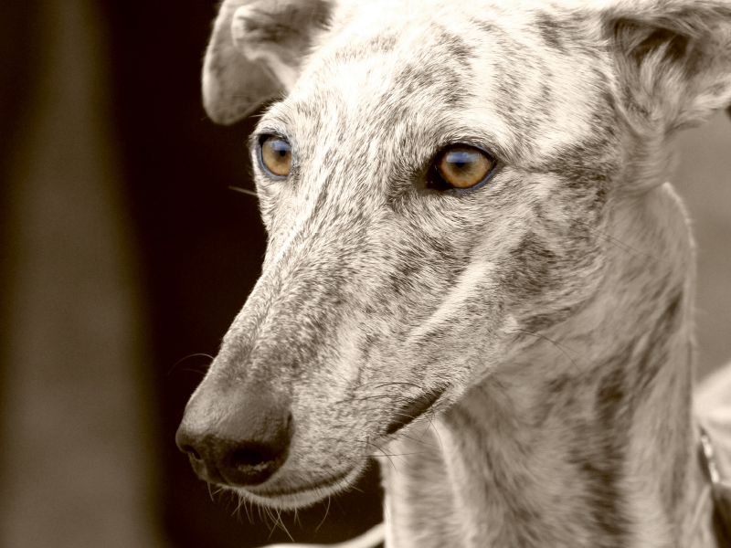 Galgo Español