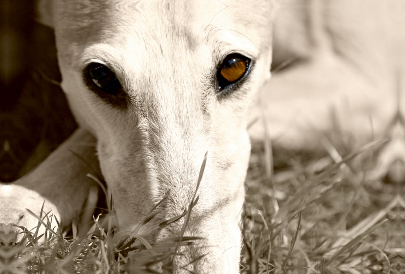 Ein Motiv aus dem Kalender Galgo eye-catcher