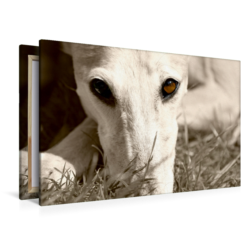 Ein Motiv aus dem Kalender Galgo eye-catcher