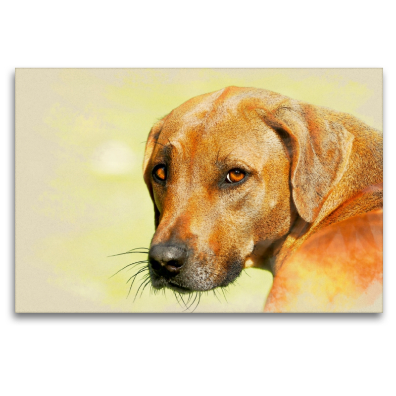 Ein Motiv aus dem Kalender Rhodesian Ridgeback 2017