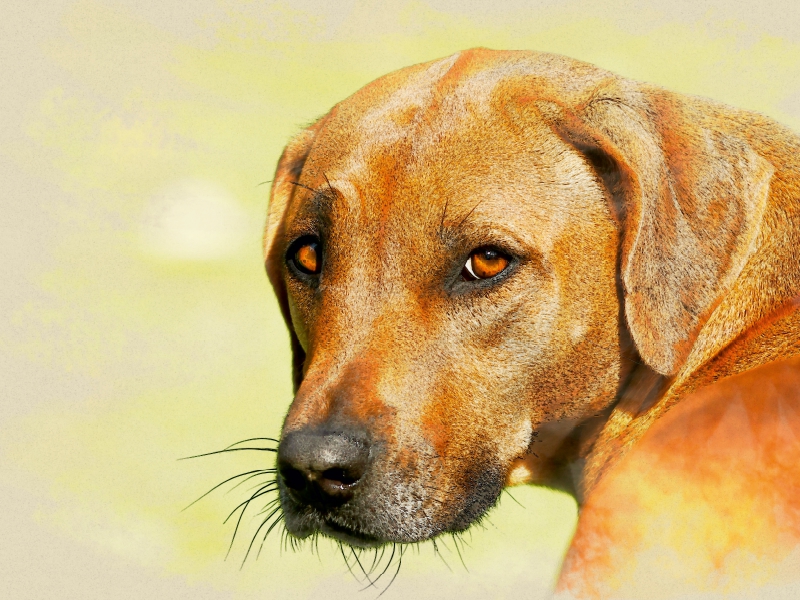 Ein Motiv aus dem Kalender Rhodesian Ridgeback 2017