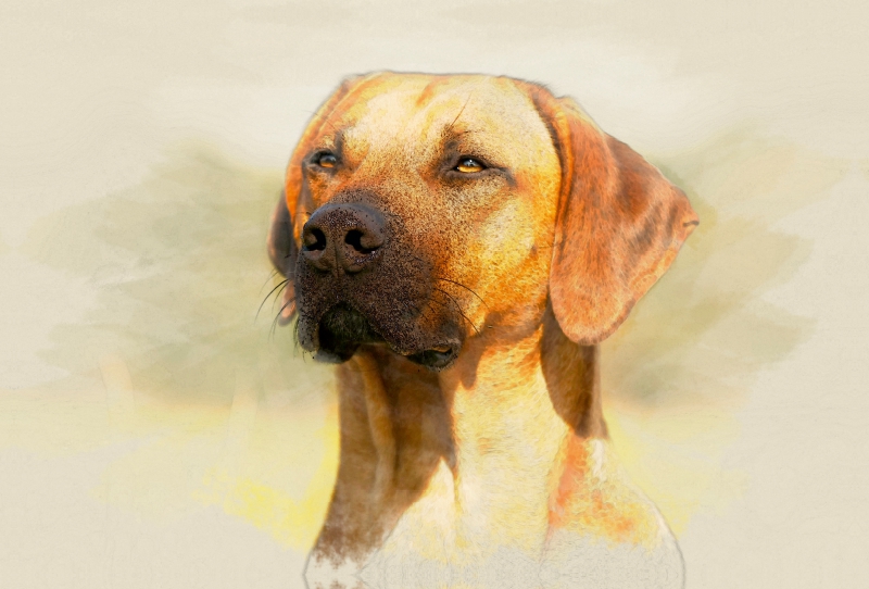 Ein Motiv aus dem Kalender Rhodesian Ridgeback 2017