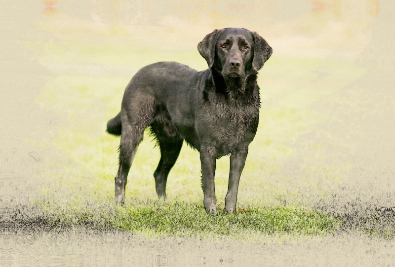 Ein Motiv aus dem Kalender Labrador Retriever 2017