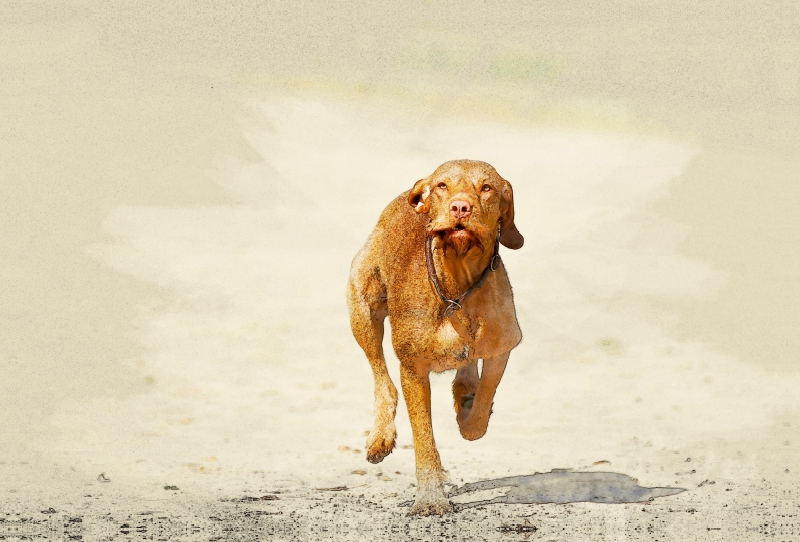 Ein Bild aus dem Kalender Magyar Vizsla 2017 / UK-Version