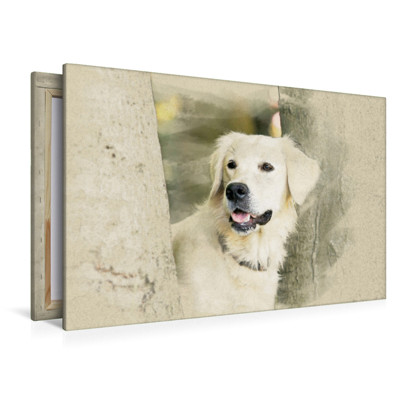 Ein Motiv aus dem Kalender Golden Retriever 2017