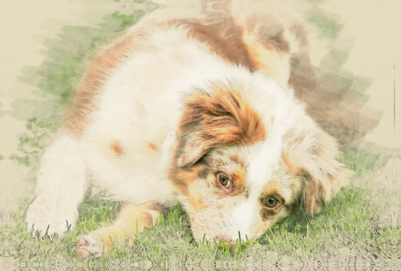 Australian Shepherd