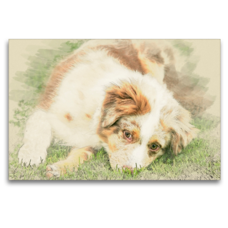 Australian Shepherd