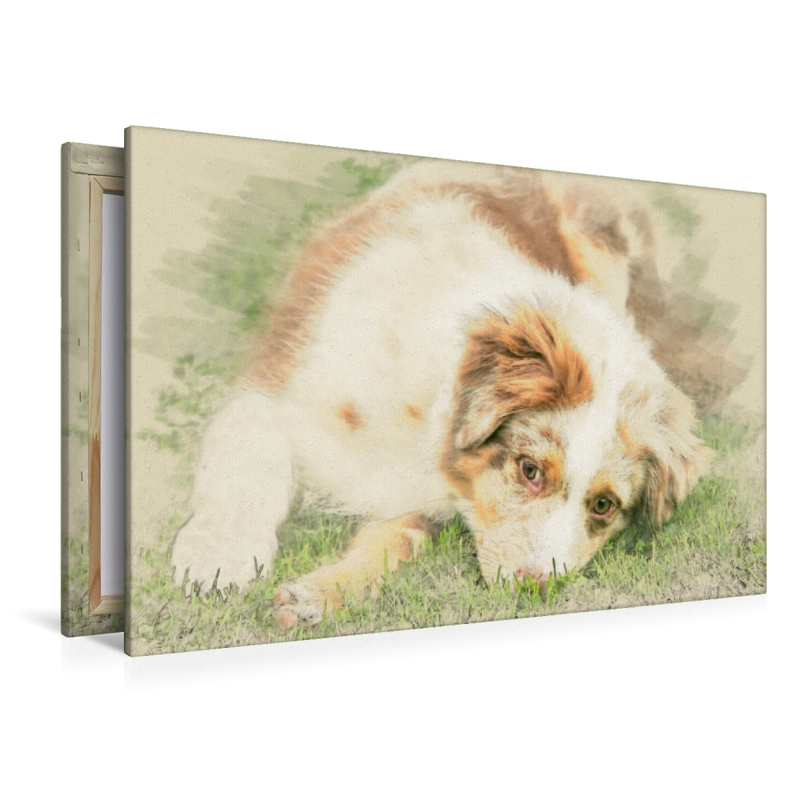 Australian Shepherd