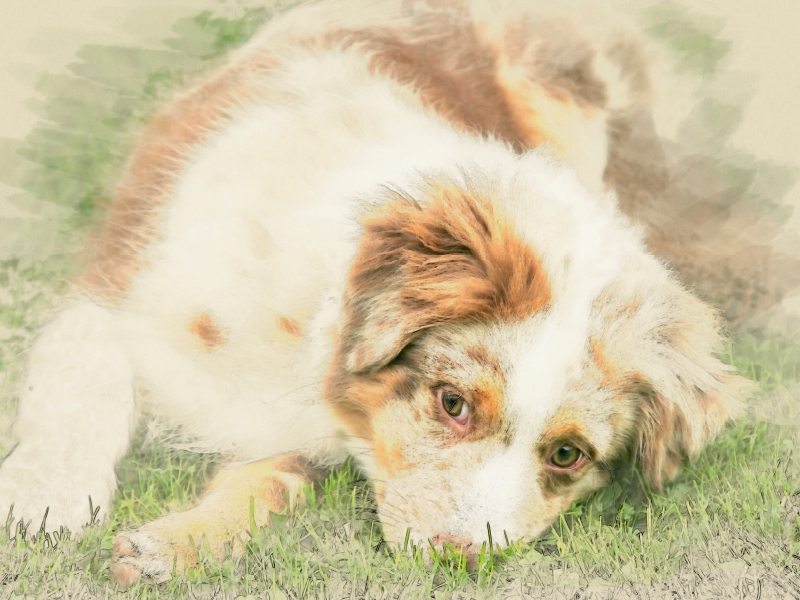 Australian Shepherd