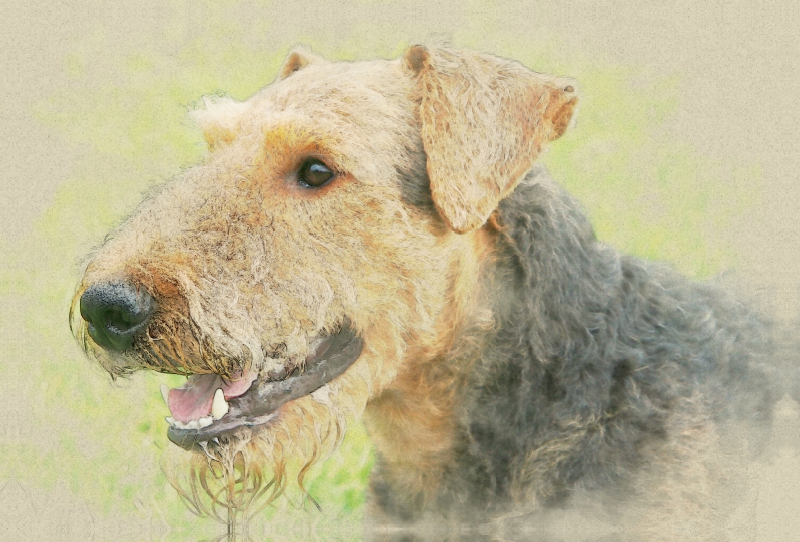 Ein Motiv aus dem Kalender Airedale Terrier 2017