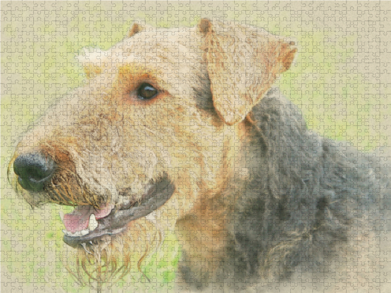 Ein Motiv aus dem Kalender Airedale Terrier 2017