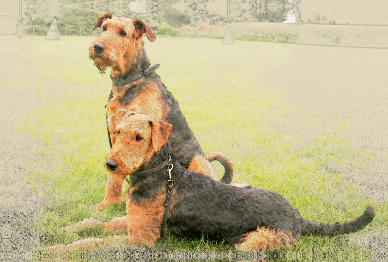 Ein Motiv aus dem Kalender Airedale Terrier 2017