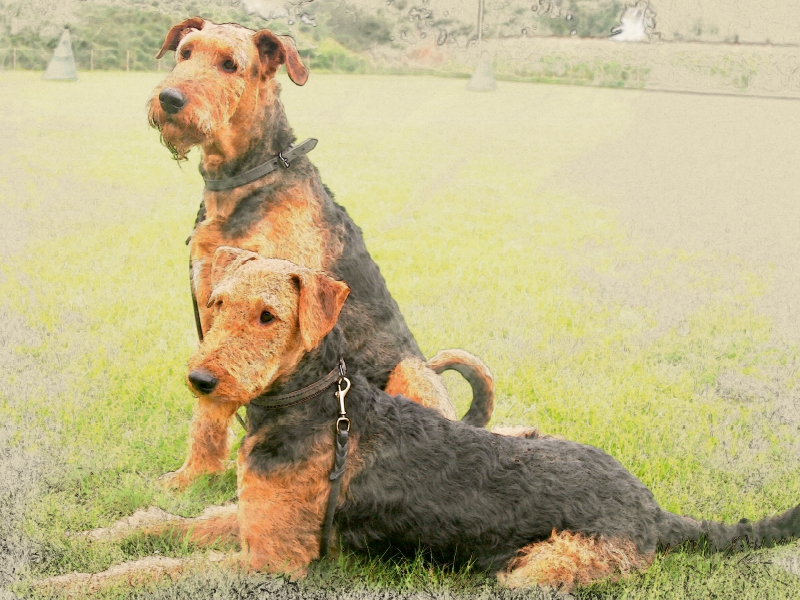 Ein Motiv aus dem Kalender Airedale Terrier 2017