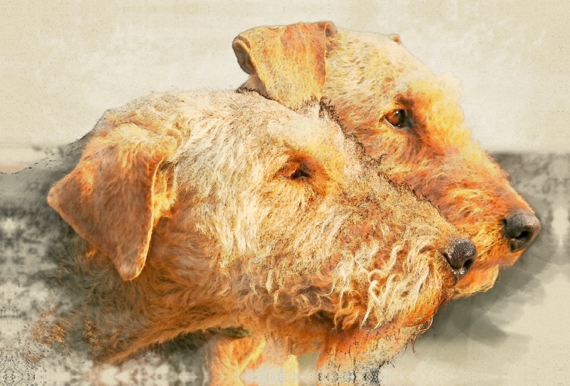 Ein Motiv aus dem Kalender Airedale Terrier 2017