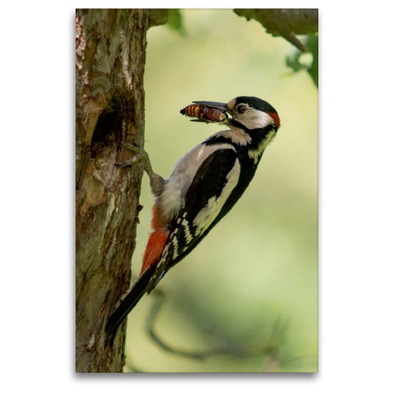 Ein Motiv aus dem Kalender Besucher im Garten - Vögel