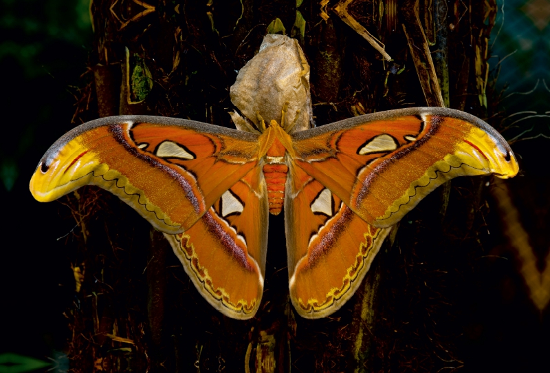 Atlasseidenspinner Attacus atlas