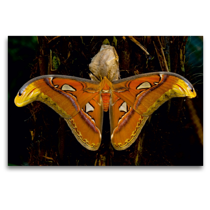 Atlasseidenspinner Attacus atlas