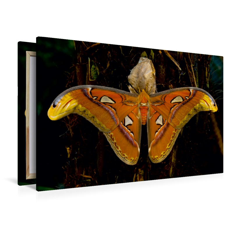 Atlasseidenspinner Attacus atlas