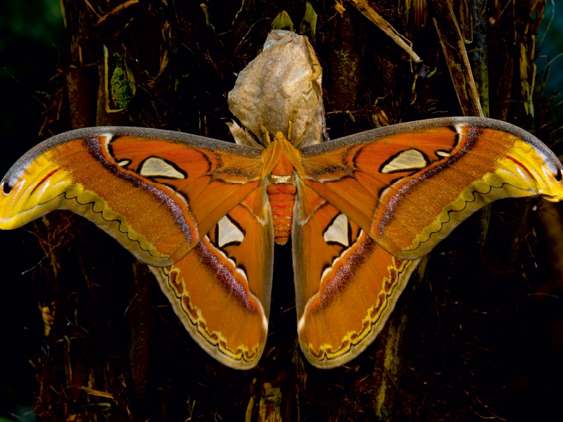 Atlasseidenspinner Attacus atlas