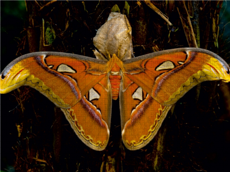 Atlasseidenspinner Attacus atlas