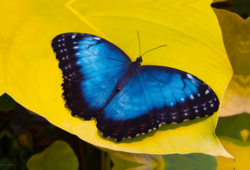 Himmelsfalter Morpho peleides