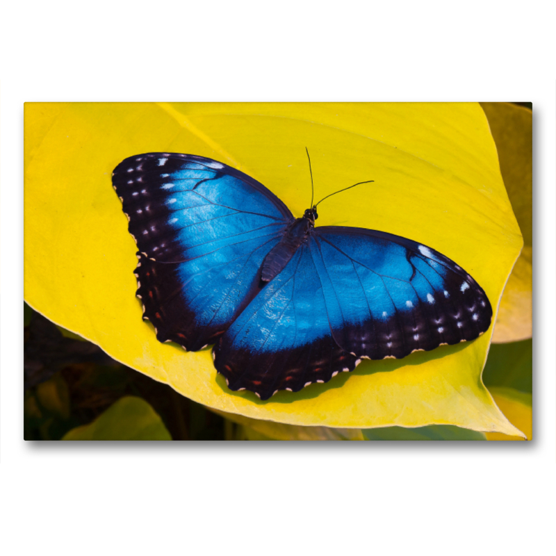 Himmelsfalter Morpho peleides