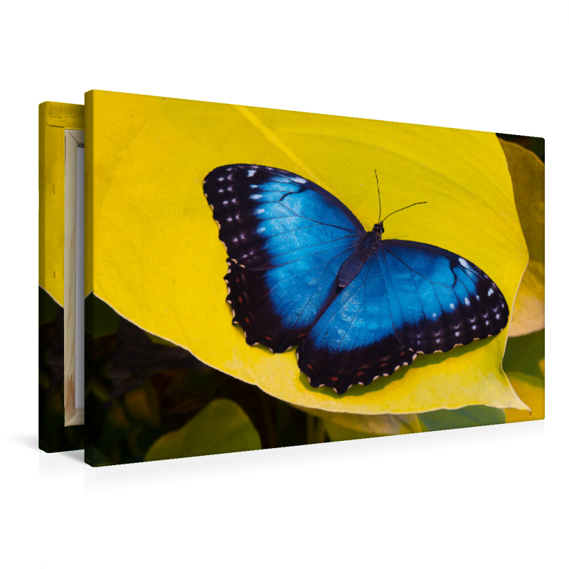 Himmelsfalter Morpho peleides