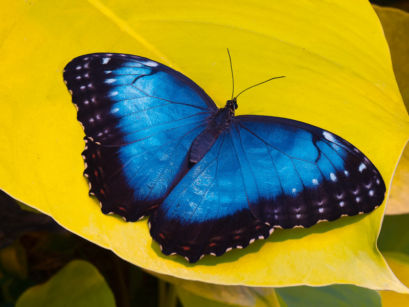 Himmelsfalter Morpho peleides