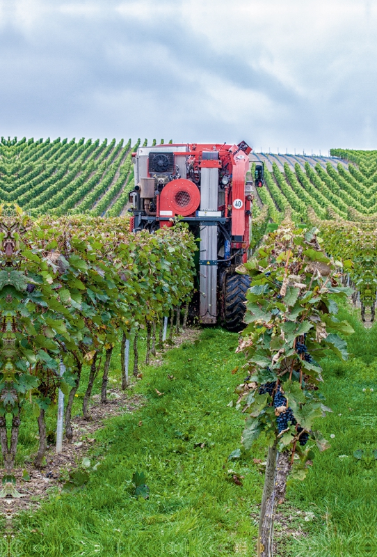 Vollernter bei der Weinlese