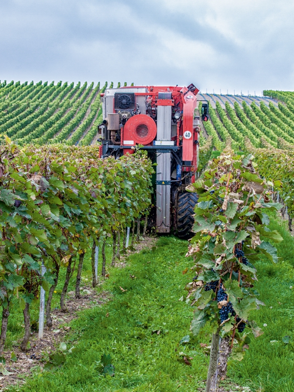 Vollernter bei der Weinlese