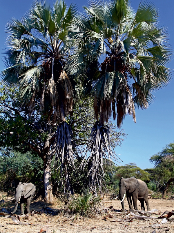 Elefanten unter Palmen, Afrika