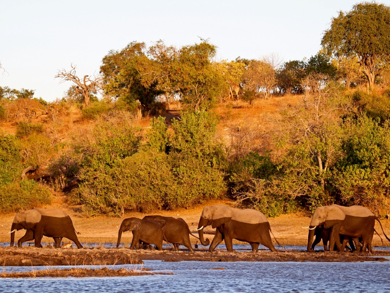 Elefanten am Fluss, Afrika