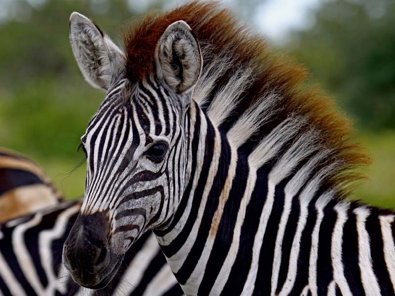 Zebra-Nachwuchs, Afrika