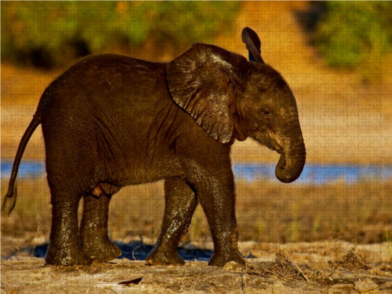 Junger Elefant in Botswana