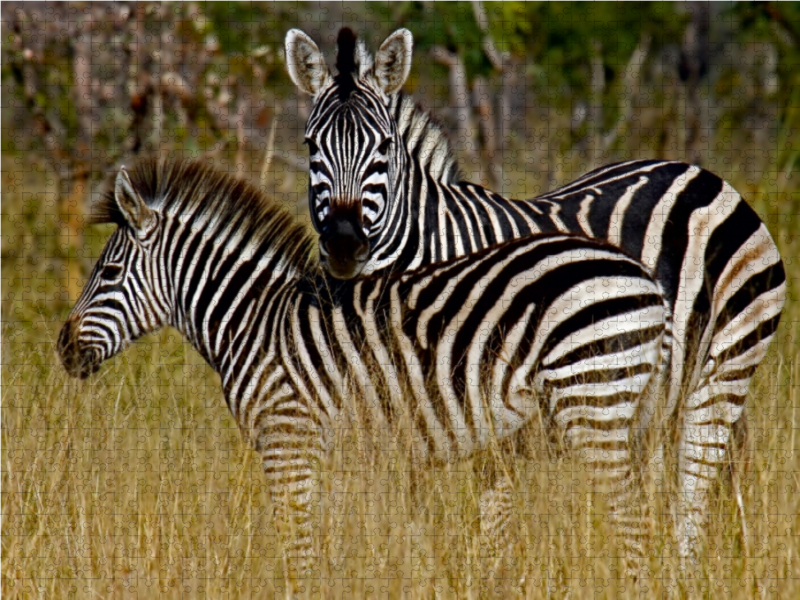 Zebra-Kleinfamilie, Namibia