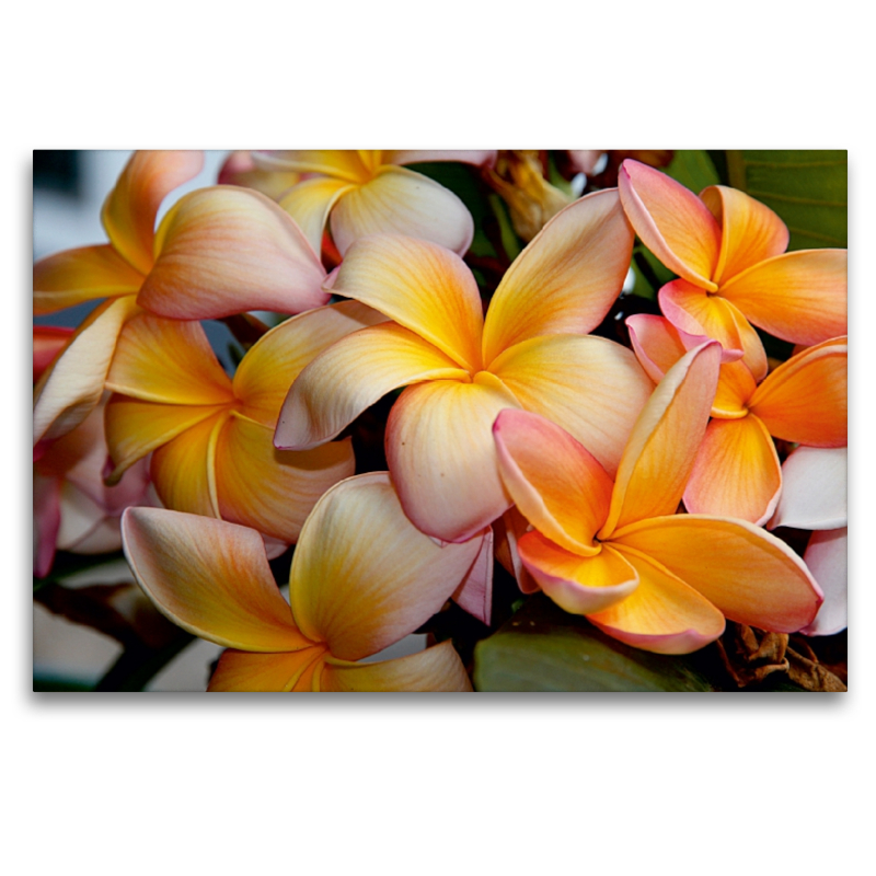 Frangipani