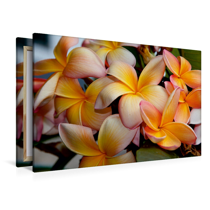 Frangipani