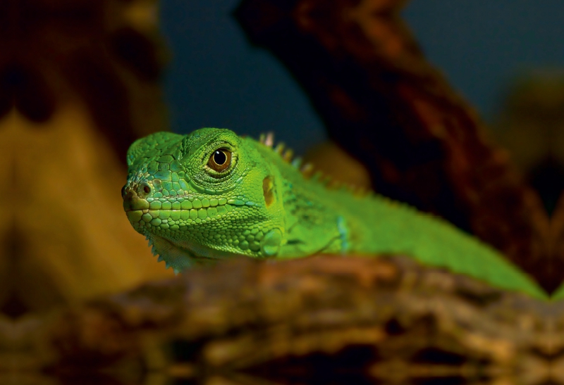 Grüne Wasseragame