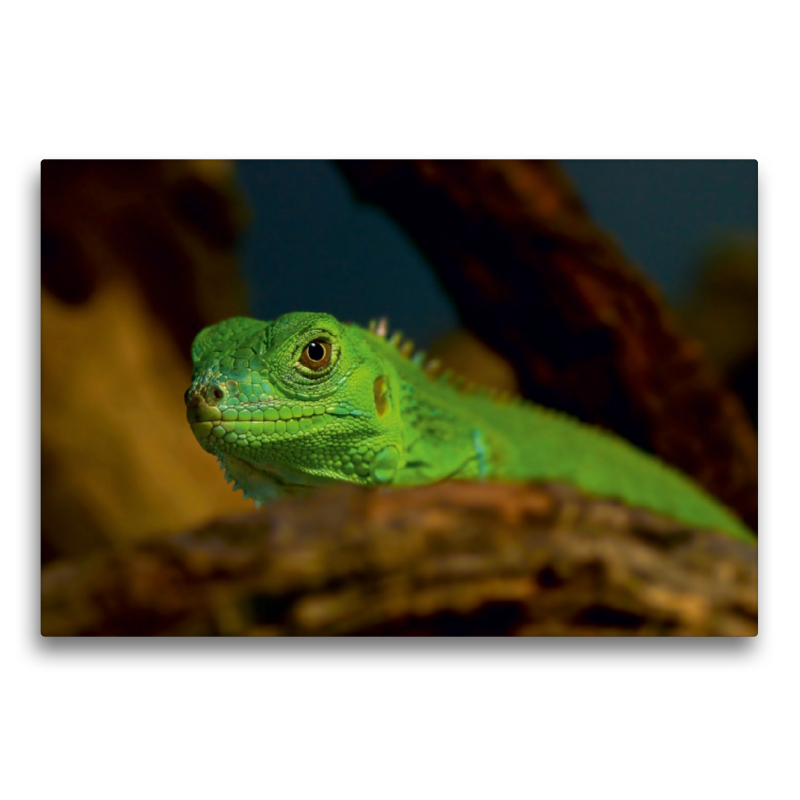 Grüne Wasseragame