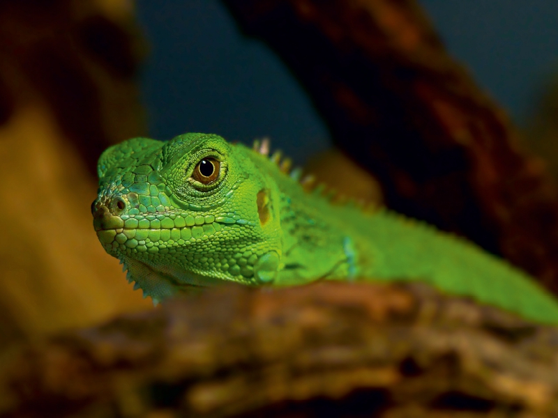 Grüne Wasseragame