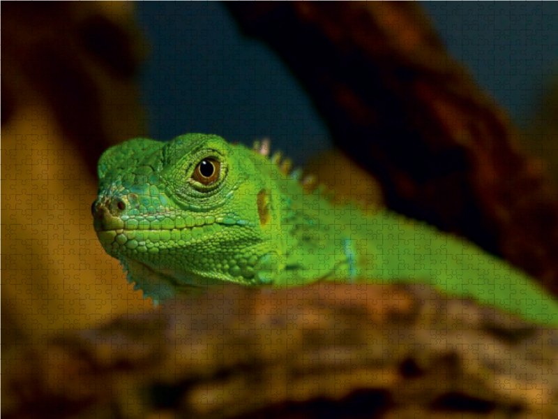 Grüne Wasseragame