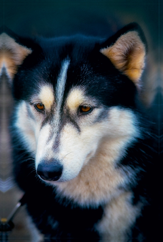 Ein Motiv aus dem Kalender Huskies - Artwork