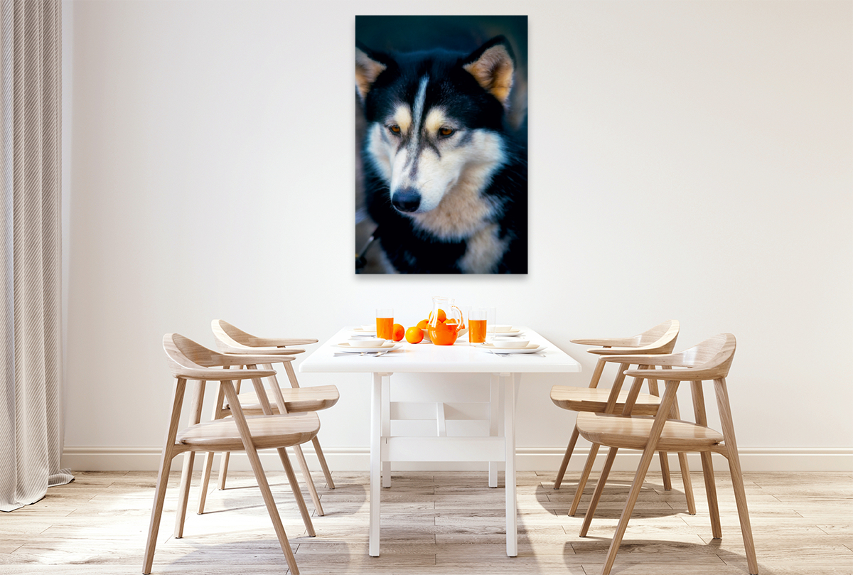 Ein Motiv aus dem Kalender Huskies - Artwork