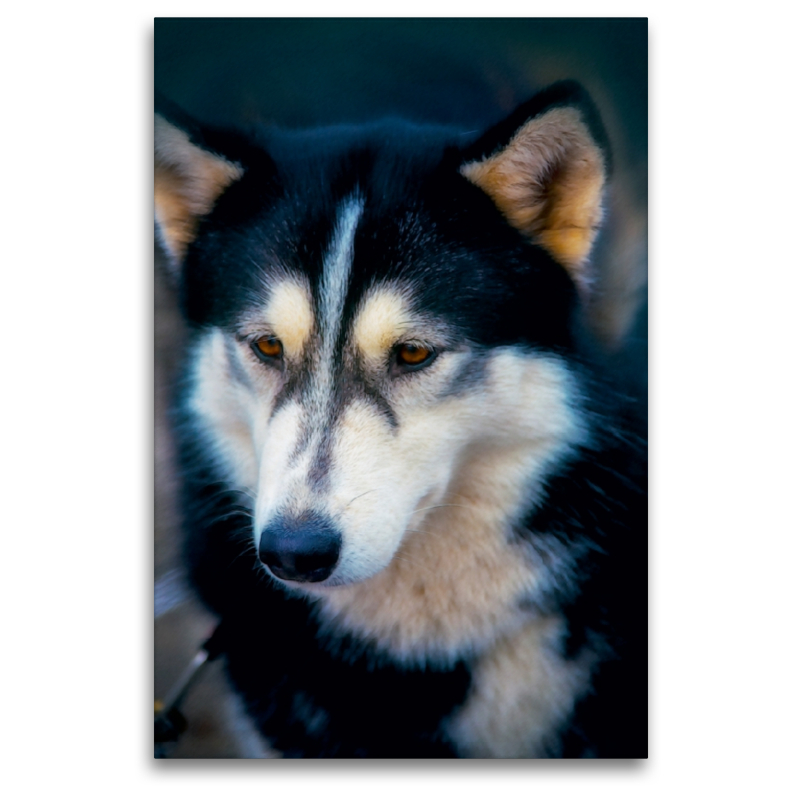 Ein Motiv aus dem Kalender Huskies - Artwork